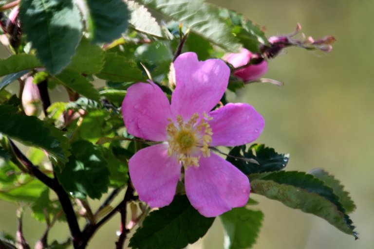 DSC_9982 sitka rose small.jpg