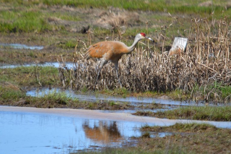 DSC_9653  Copy sandhill crane small.jpg