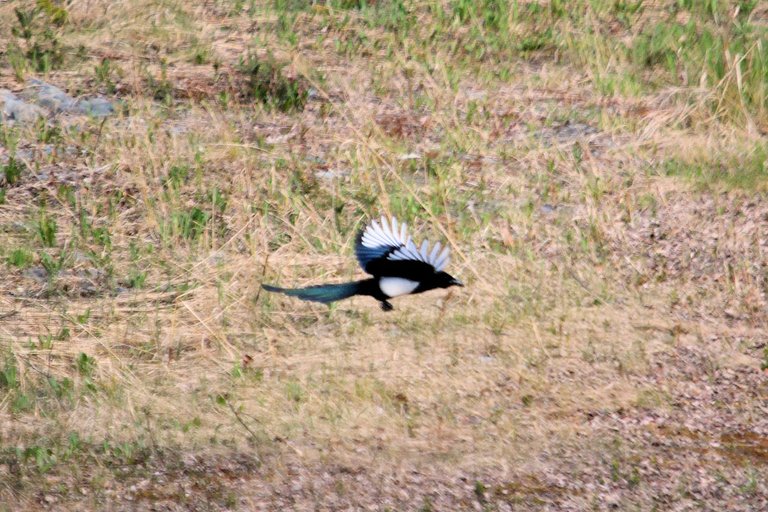 magpie in flight.jpg