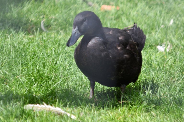 DSC_9804  Copy black duck small.jpg