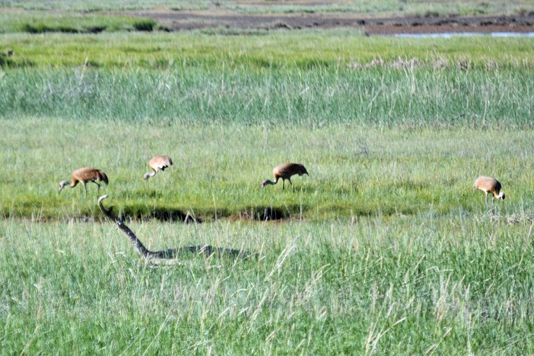 DSC_9929  sandhill cranes.jpg