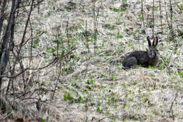 DSC_9643  Copy rabbit 2 small2.jpg