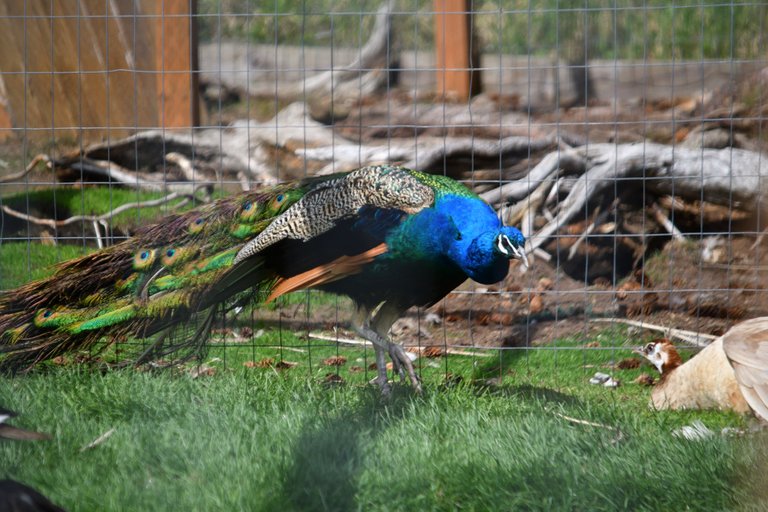 DSC_9810 peacock small.jpg