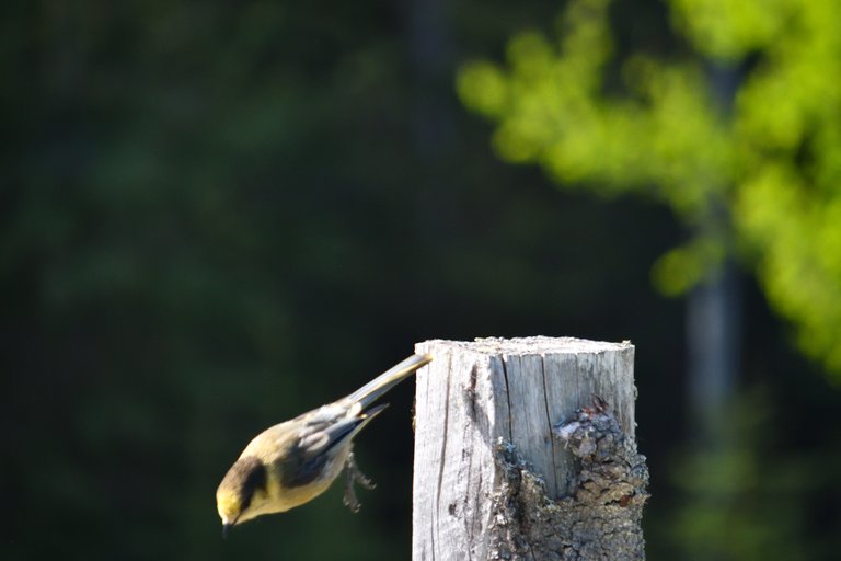 grey jay dive.jpg