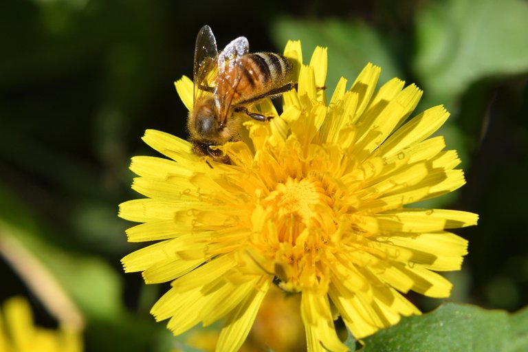 DSC_9870  bee lake.jpg