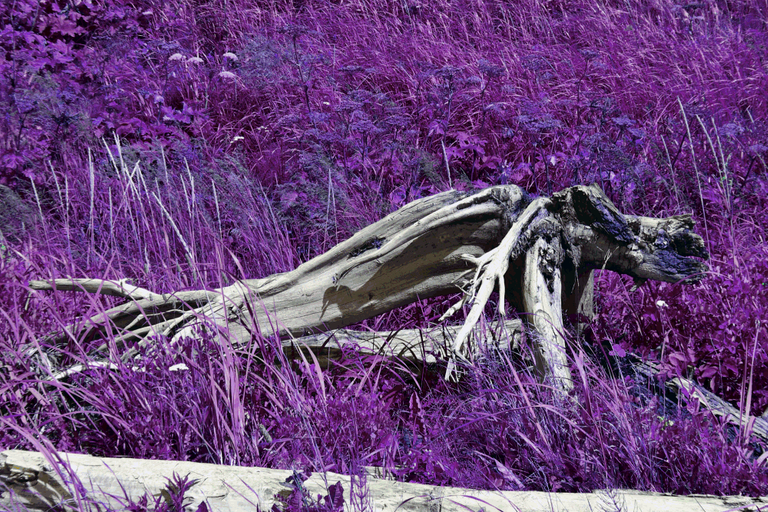 purple grass drift log