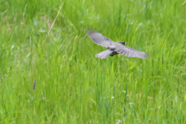 grey jay in low flight.png