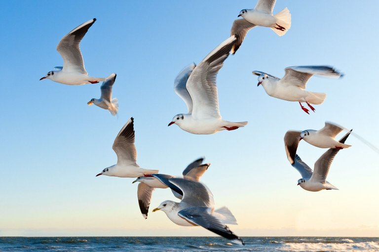 gulls-370012_1920.jpg