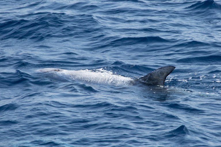 dolphin01.jpg