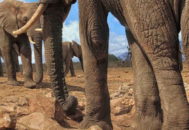 Kenya-11-02-1367-wip-v2.jpg