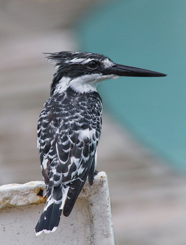 kenya- 2013_11_05_1900-v2.jpg