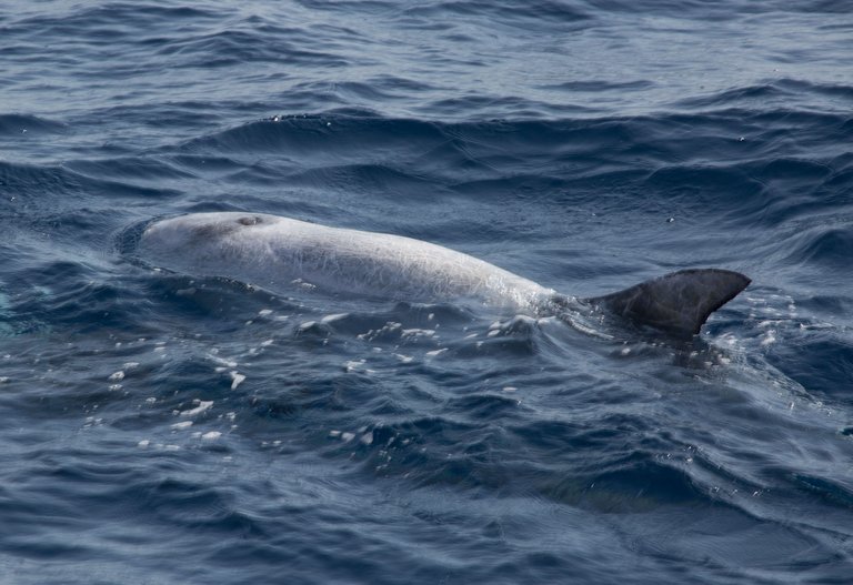 dolphin02.jpg