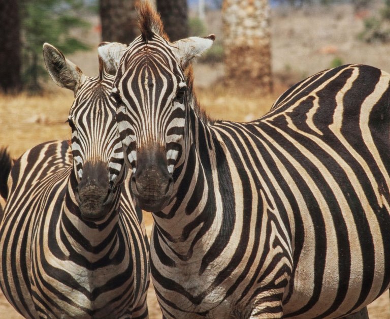 Kenya-11-02-1364.jpg