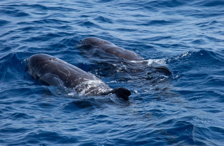 dolphins.jpg