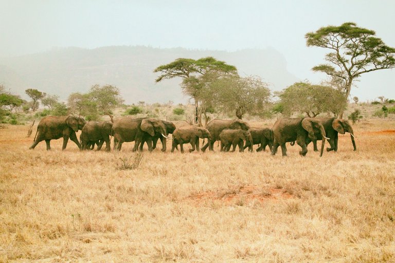 Kenya-11-02-1646-v2.jpg