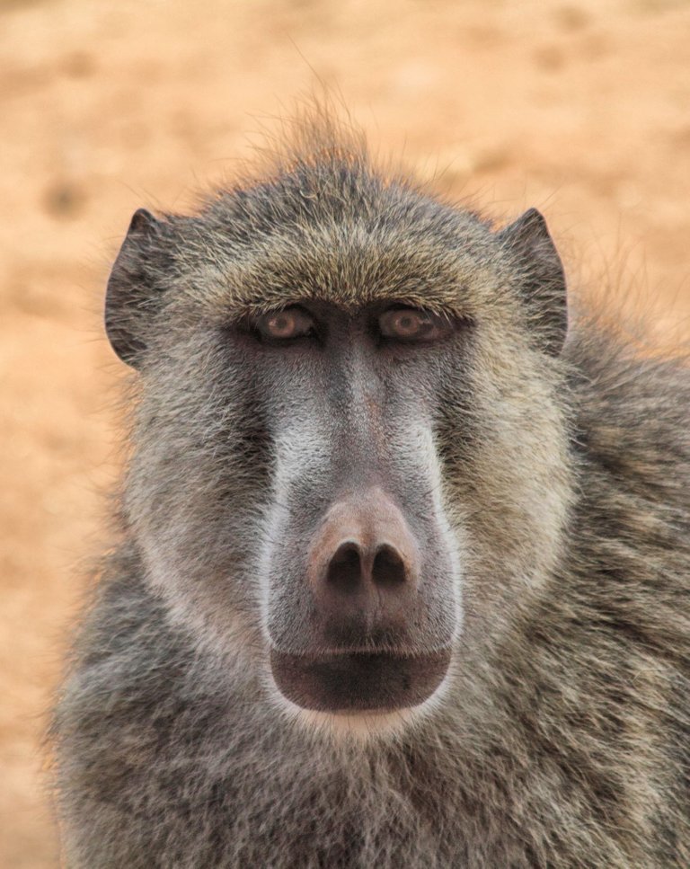 Kenya-11-02-1343-aug22.jpg