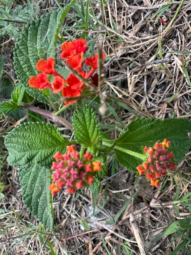 IMG_4023.jpeg