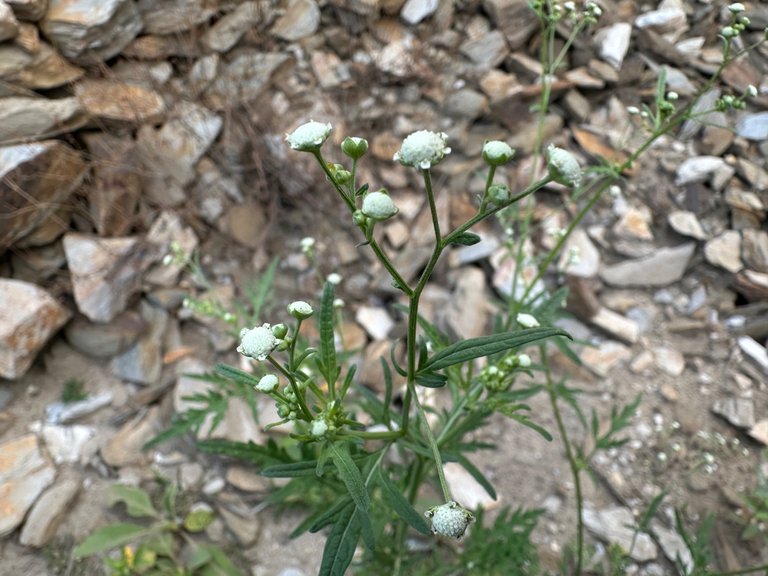 IMG_4031.jpeg