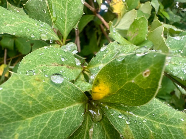IMG_4580.jpeg