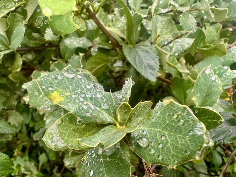 IMG_4581.jpeg