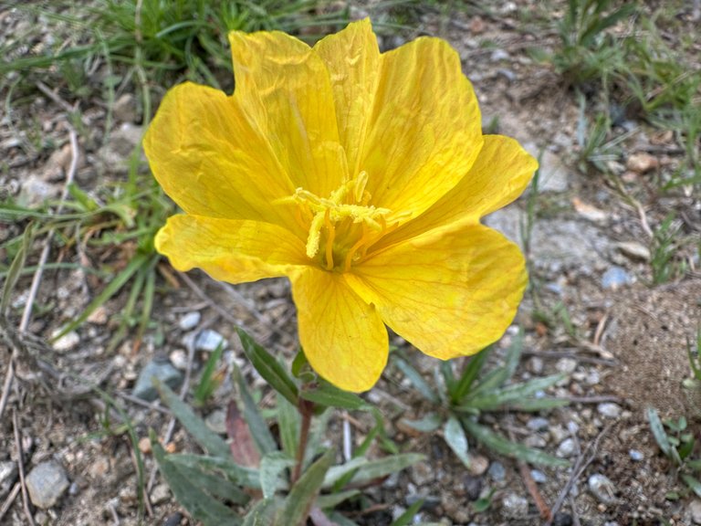 IMG_4020.jpeg