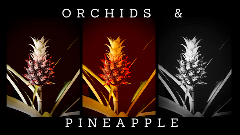 Orchids and Pinneapple.png