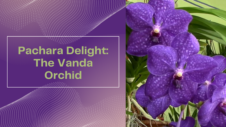 Pachara Delight The Vanda Orchid.png
