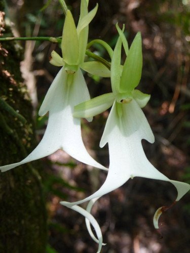 FakahatcheeStrandPreserve_ghostorchids_2.jpg