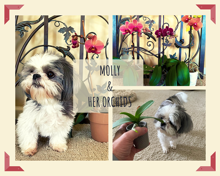 Molly and Her Orchids_01.png