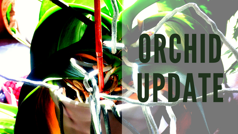Orchid Update.png