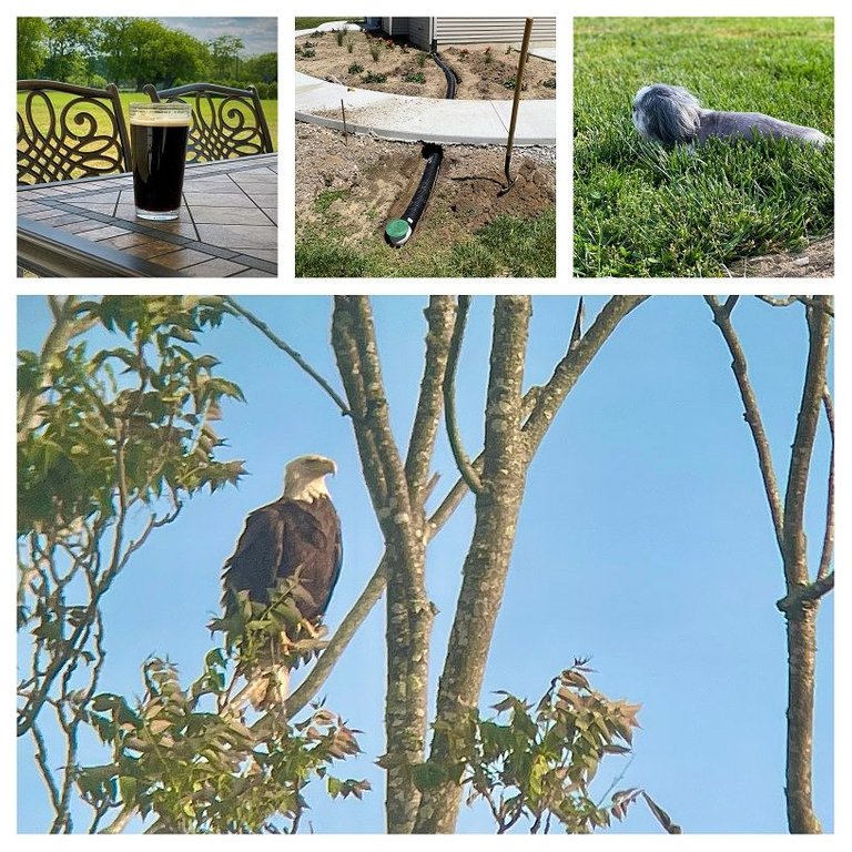 4345365476-collage.jpg