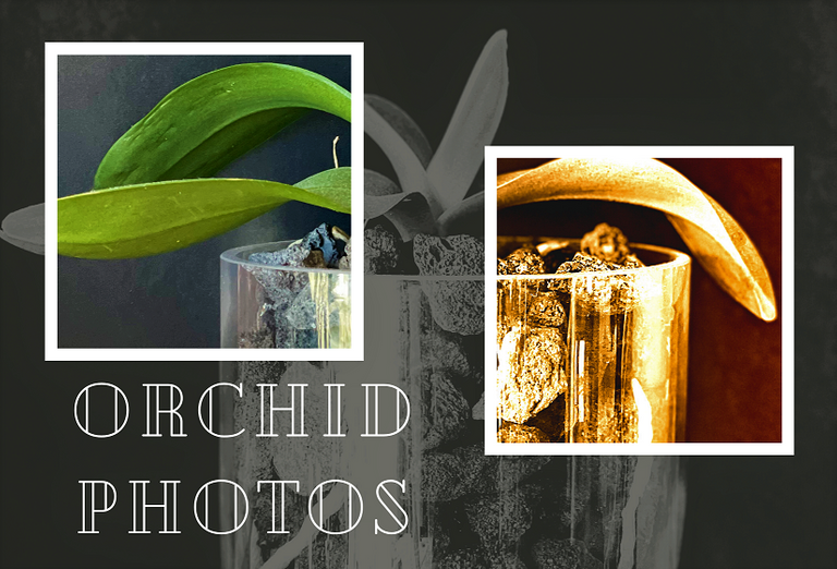 Orchid Photos Banner.png