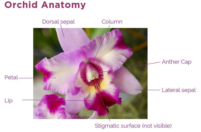 orchidparts.JPG