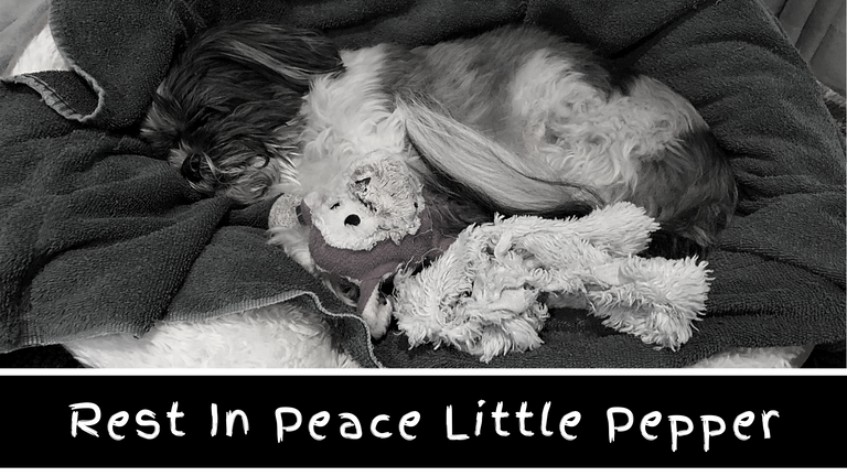 Rest In Peace Little Pepper.png