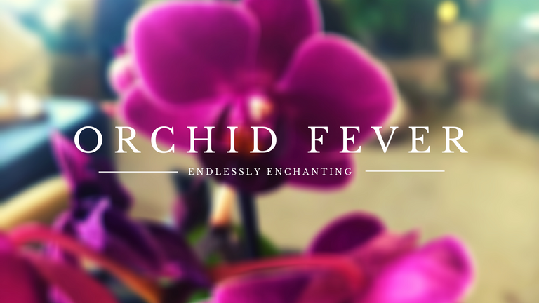 orchid fever.png