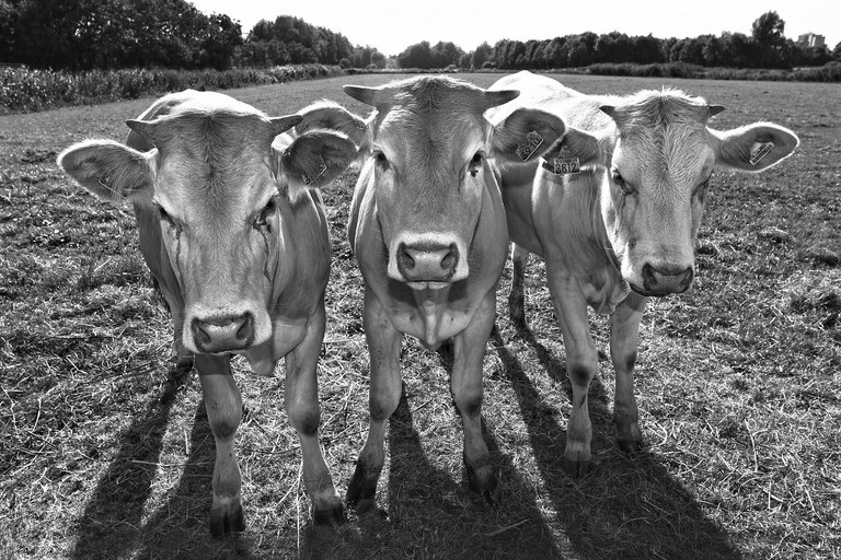 cow3500733_1280_Three_Ladies.jpg