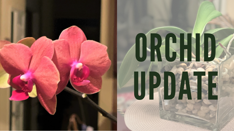 Orchid Update 111.png