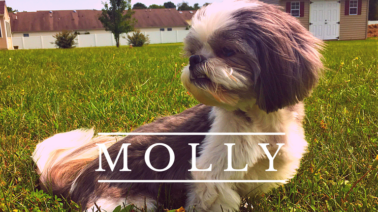 MOLLY.png