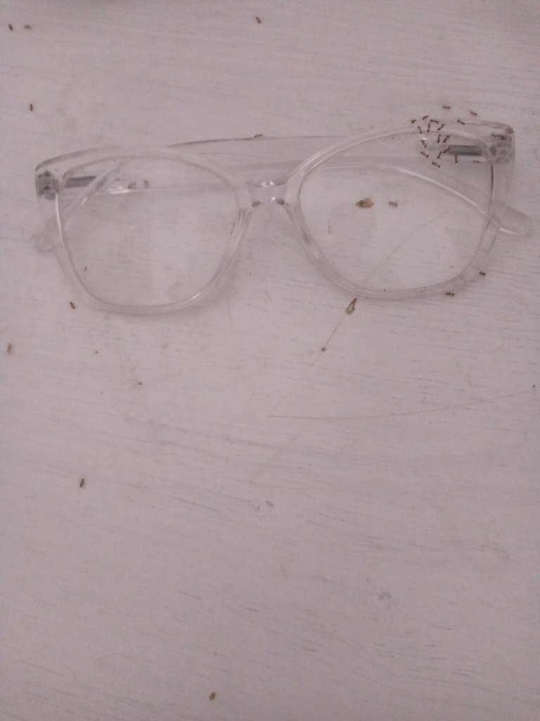 fotos hormigas lentes.jpg