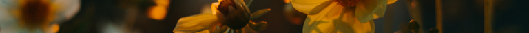 separador flores.png