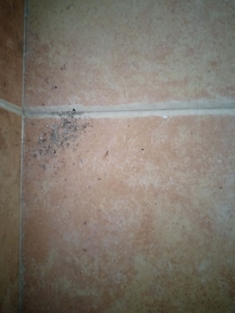 polvo de hormigas.jpg