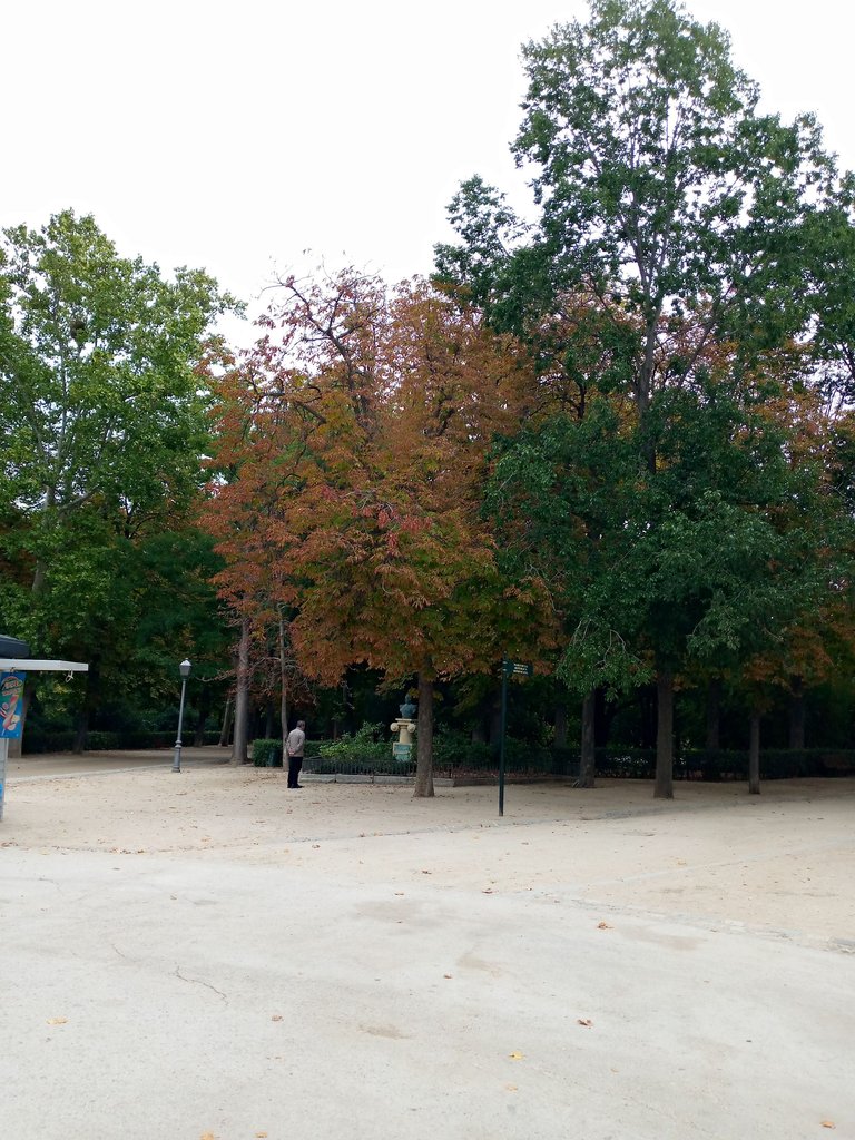 Madrid Parque El Retiro árboles.jpg