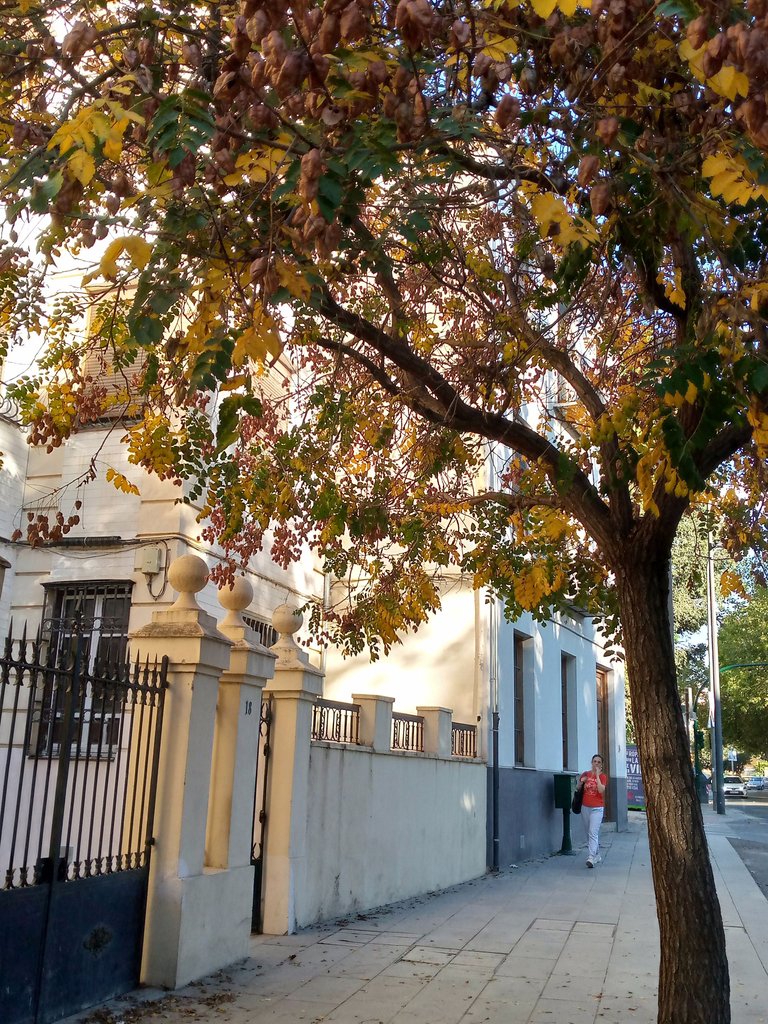 Granada árbol con los colores de otoño.jpg