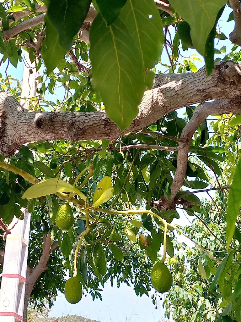 aguacates 2.jpg