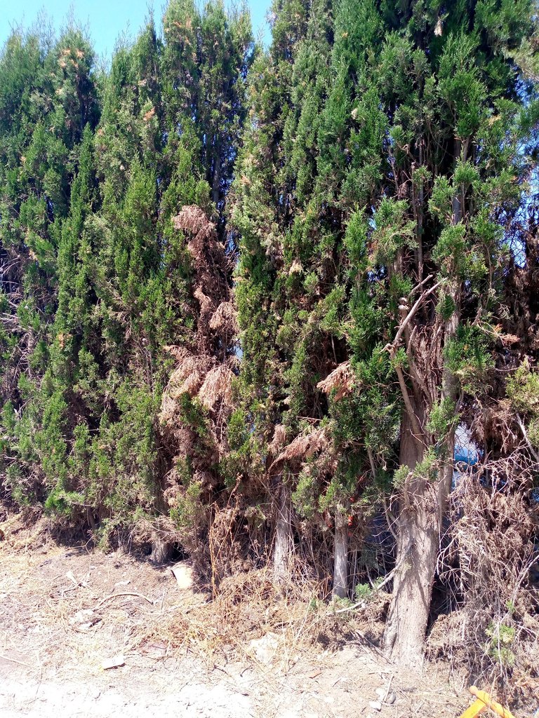 pinos quemados por el sol.jpg
