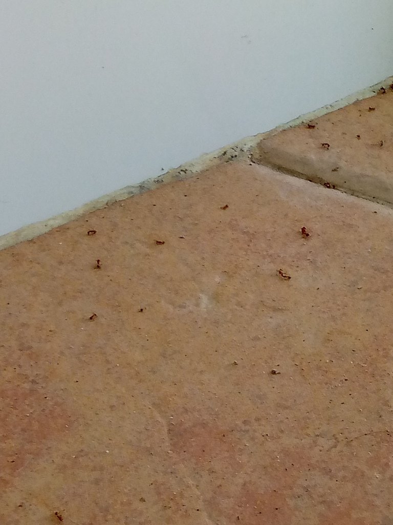 hormigas muertas cocina.jpg