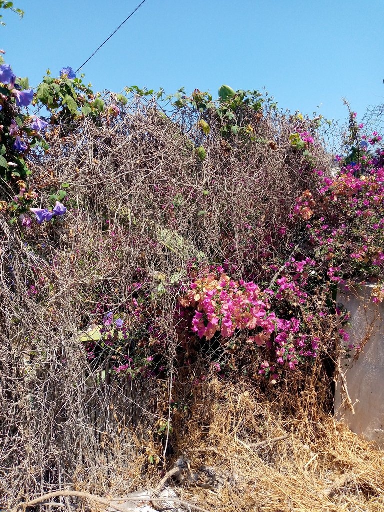 flores quemadas por el sol.jpg
