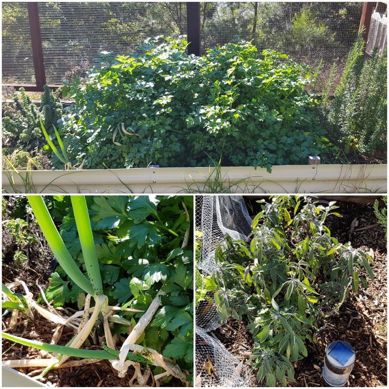 Top: Parsley. Bottom Left: Spring Onion. Bottom Right: Sage.