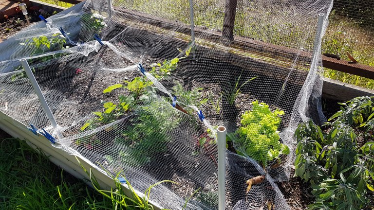 The C19 Panic Planting Section: Lettuce, Radish, Carrots, Beans, Kale, Beetroot.