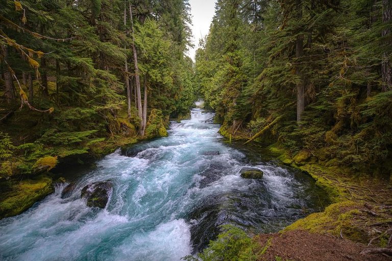 mckenzie-river-5129717_960_720.jpg